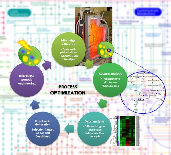 Biodiesel from microalgae thesis proposal